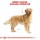 Royal Canin Adult Dog Food For Golden Retriever 12 kg